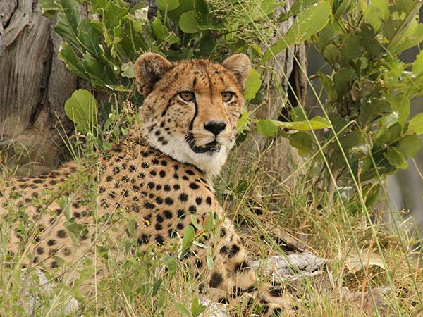 Zimbabwe & Botswana safari, tailor made