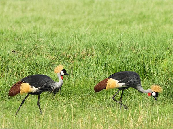 Zimbabwe & Botswana safari, tailor made