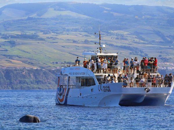 Whale watching in the Azores