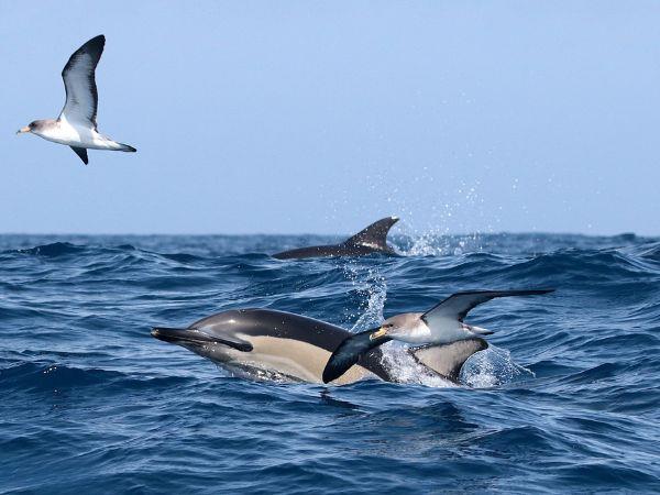 Whale watching in the Azores