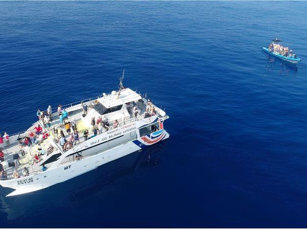 Whale watching in the Azores