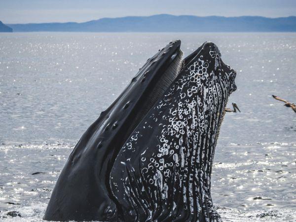 Whale watching in the Azores