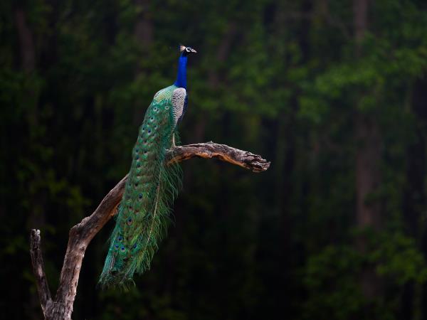 Tigers of India photography tour 