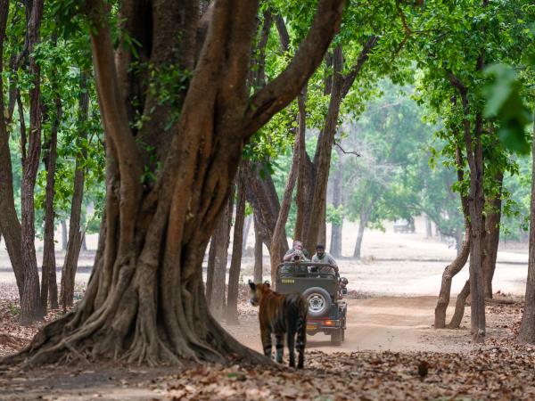 Tigers of India photography tour 