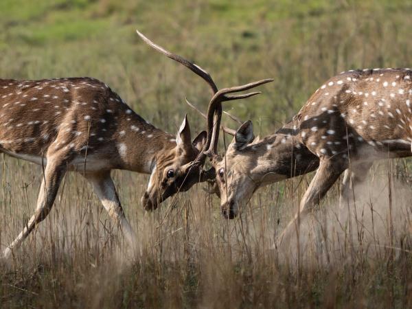 Tigers of India photography tour 