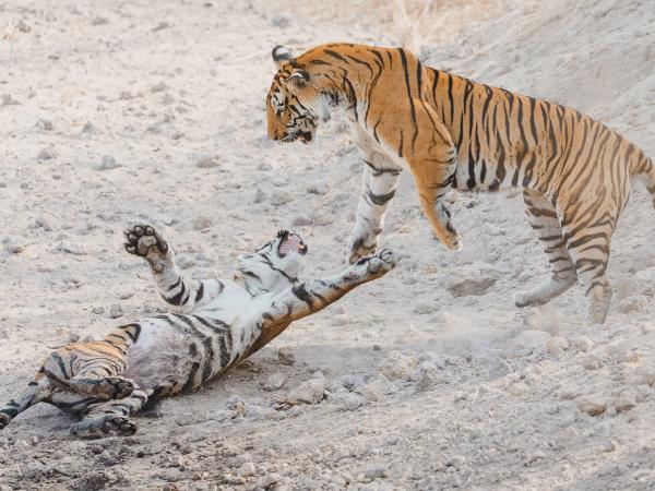 Tigers of India photography tour 