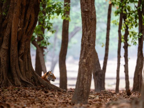 Tigers of India photography tour 