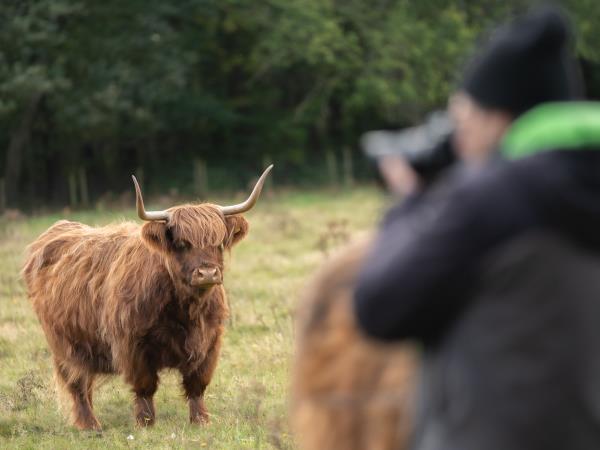 Scotland wildlife photography holiday