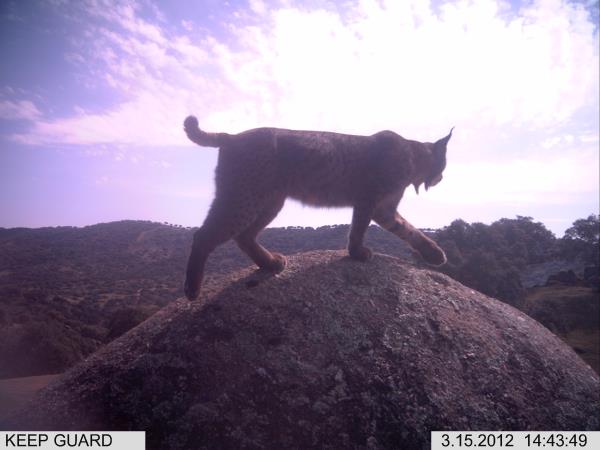 Iberian Lynx and wildlife holiday in Southern Spain