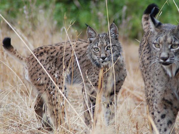 Iberian Lynx and wildlife holiday in Southern Spain