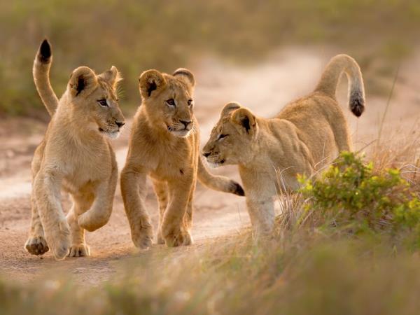 Conservation holiday for teenagers, South Africa