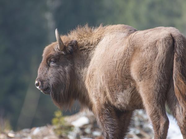 Carpathians wildlife adventure  holiday, Romania