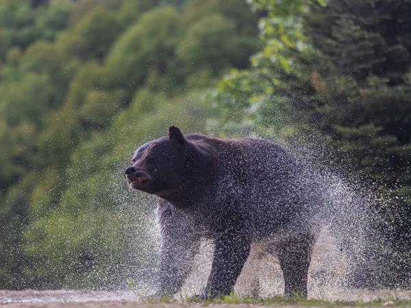 Carpathians wildlife adventure  holiday, Romania