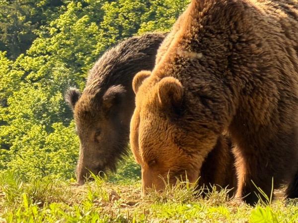 Carpathians wildlife adventure  holiday, Romania