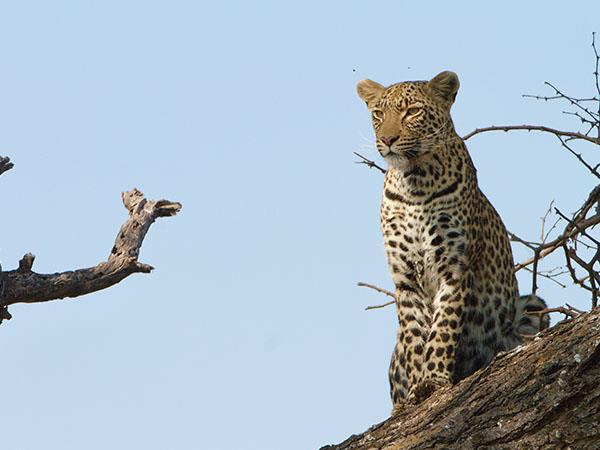 Zimbabwe wildlife holidays