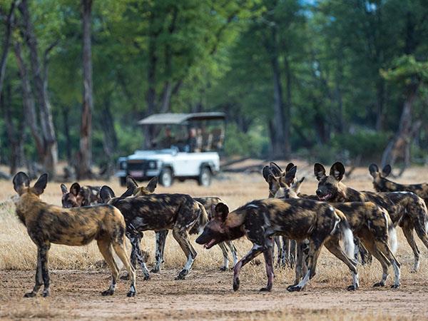Zimbabwe wildlife holidays