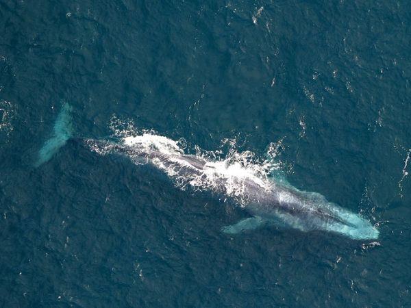 Blue Whale Discovery Holiday, Azores