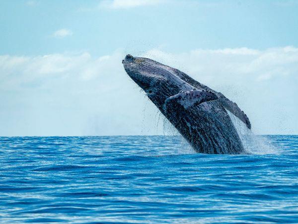 Blue Whale Discovery Holiday, Azores