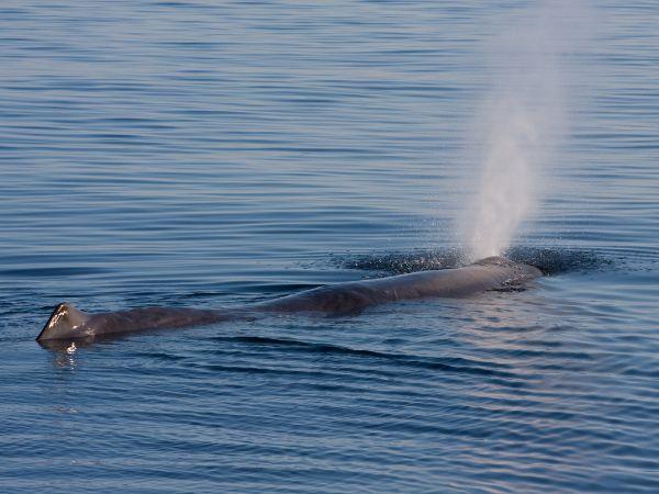 Ocean discovery tour of the Azores