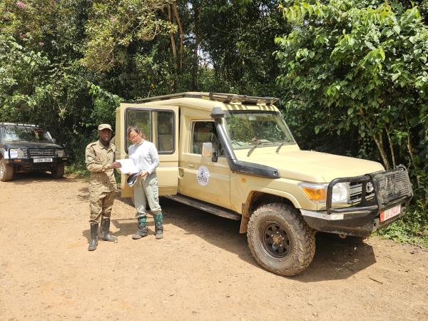 Luxury gorilla tracking by road, Uganda