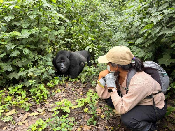 Luxury gorilla tracking by road, Uganda