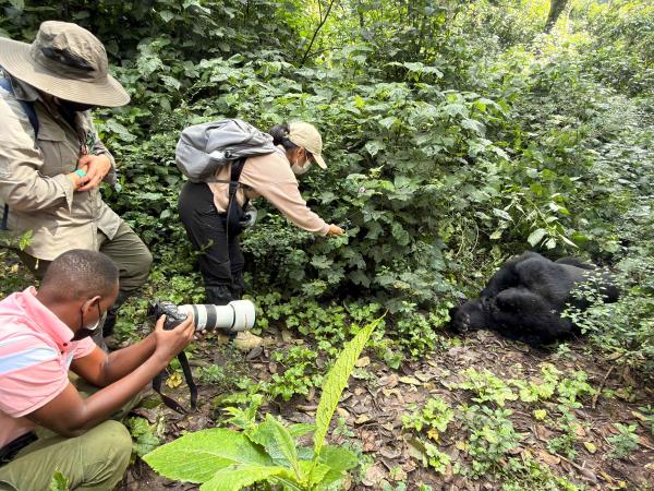 Luxury gorilla tracking by road, Uganda