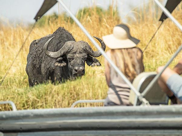 Botswana safari, lodges and mobile camps