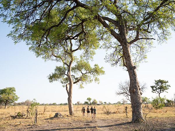Botswana lodge safari and Victoria Falls