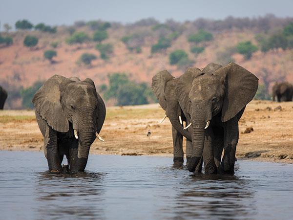 Botswana lodge safari and Victoria Falls