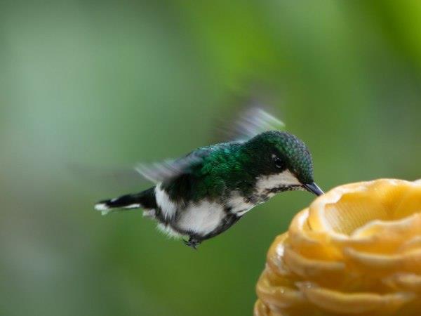 Ecuador and Galapagos luxury holiday