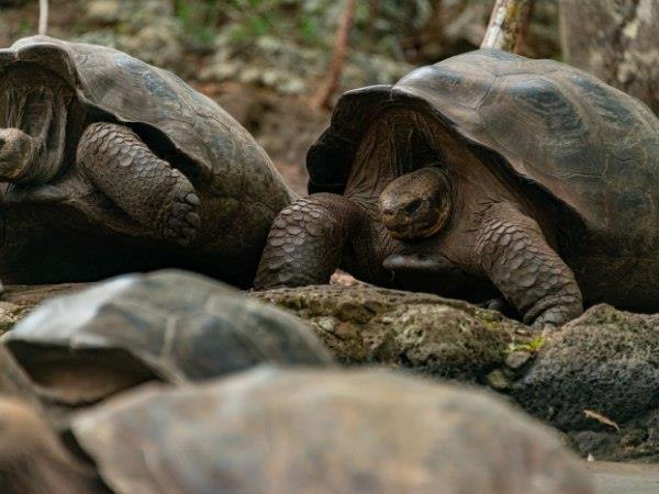 Ecuador and Galapagos luxury holiday