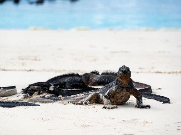 Ecuador and Galapagos luxury holiday