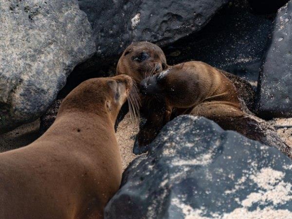 Ecuador and Galapagos luxury holiday