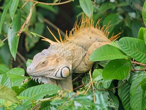 Costa Rica wildlife tour