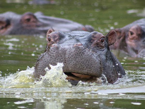 5 day gorilla safari in Uganda