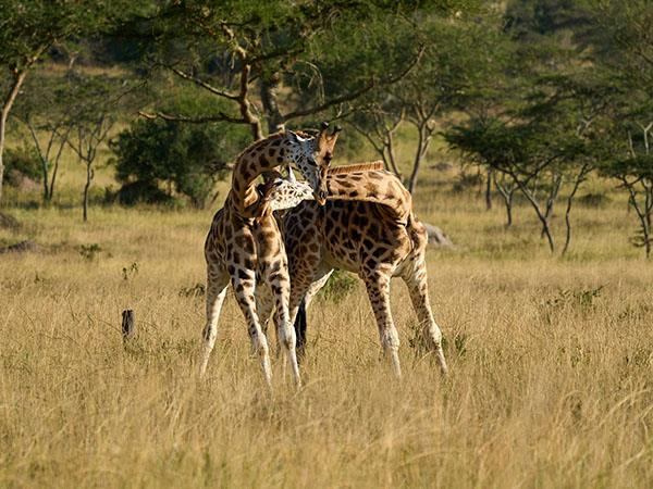 5 day gorilla safari in Uganda