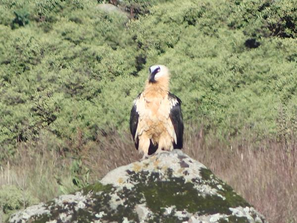 Simien mountains trekking in Ethiopia