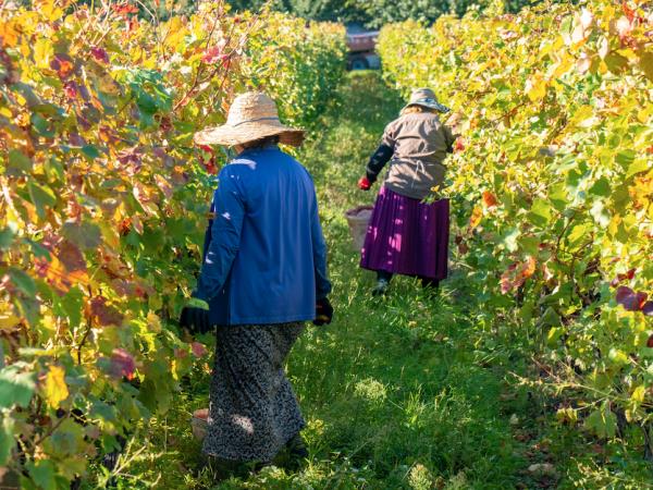Georgia small group walking and wine tour 
