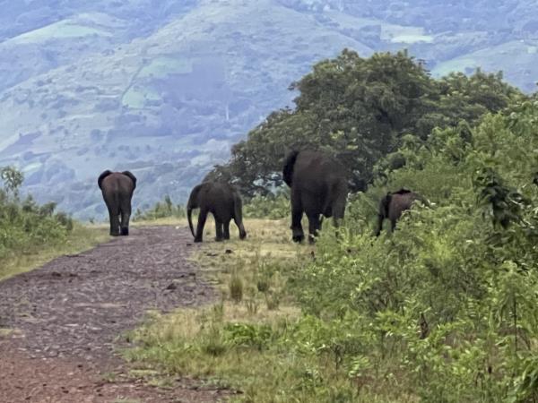 Ethiopia coffee and wildlife tour
