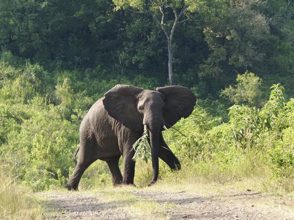 Ethiopia coffee and wildlife tour