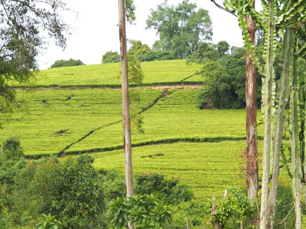 Ethiopia coffee and wildlife tour