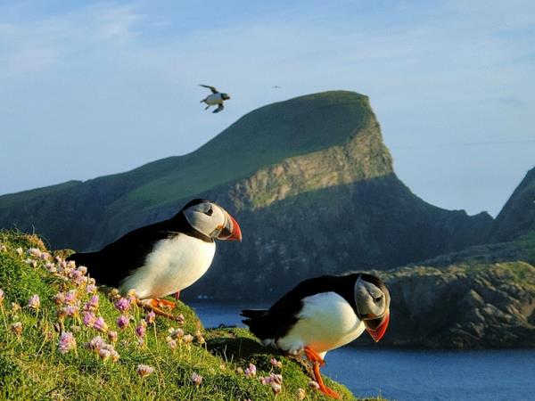 Orkney, Fair Isle & Shetland sailing holiday