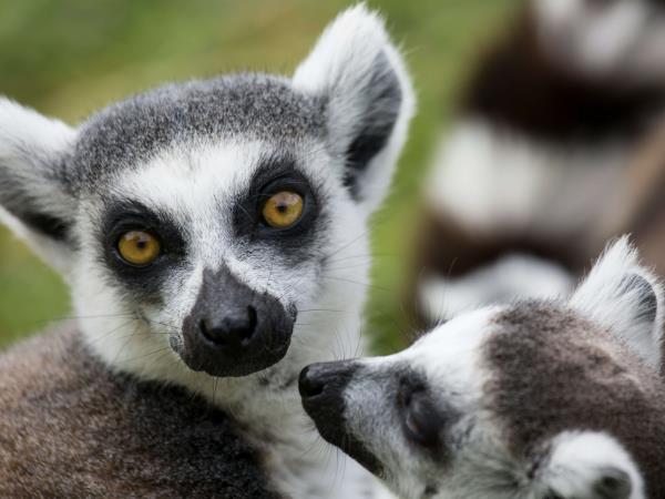 Eastern Madagascar Escape small group