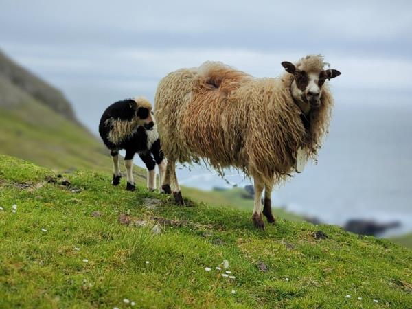 Faroe Islands 2 week sailing holiday