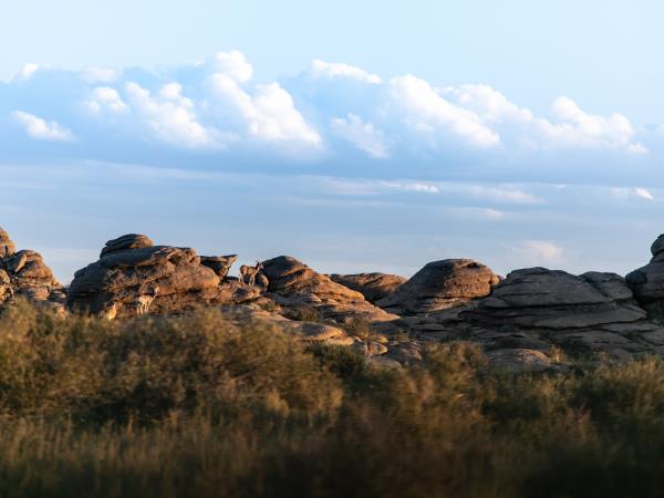 Mongolia wildlife holiday