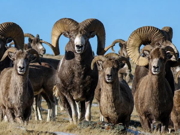 Mongolia wildlife holiday