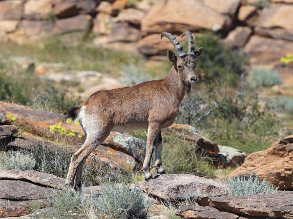 Mongolia wildlife holiday