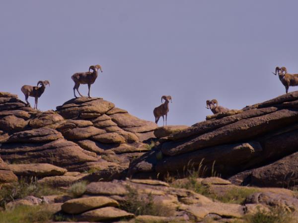 Mongolia wildlife holiday