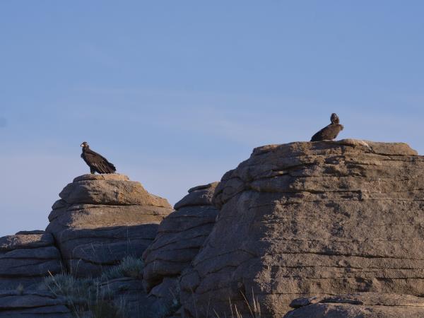 Mongolia wildlife holiday