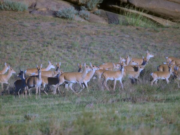 Mongolia wildlife holiday